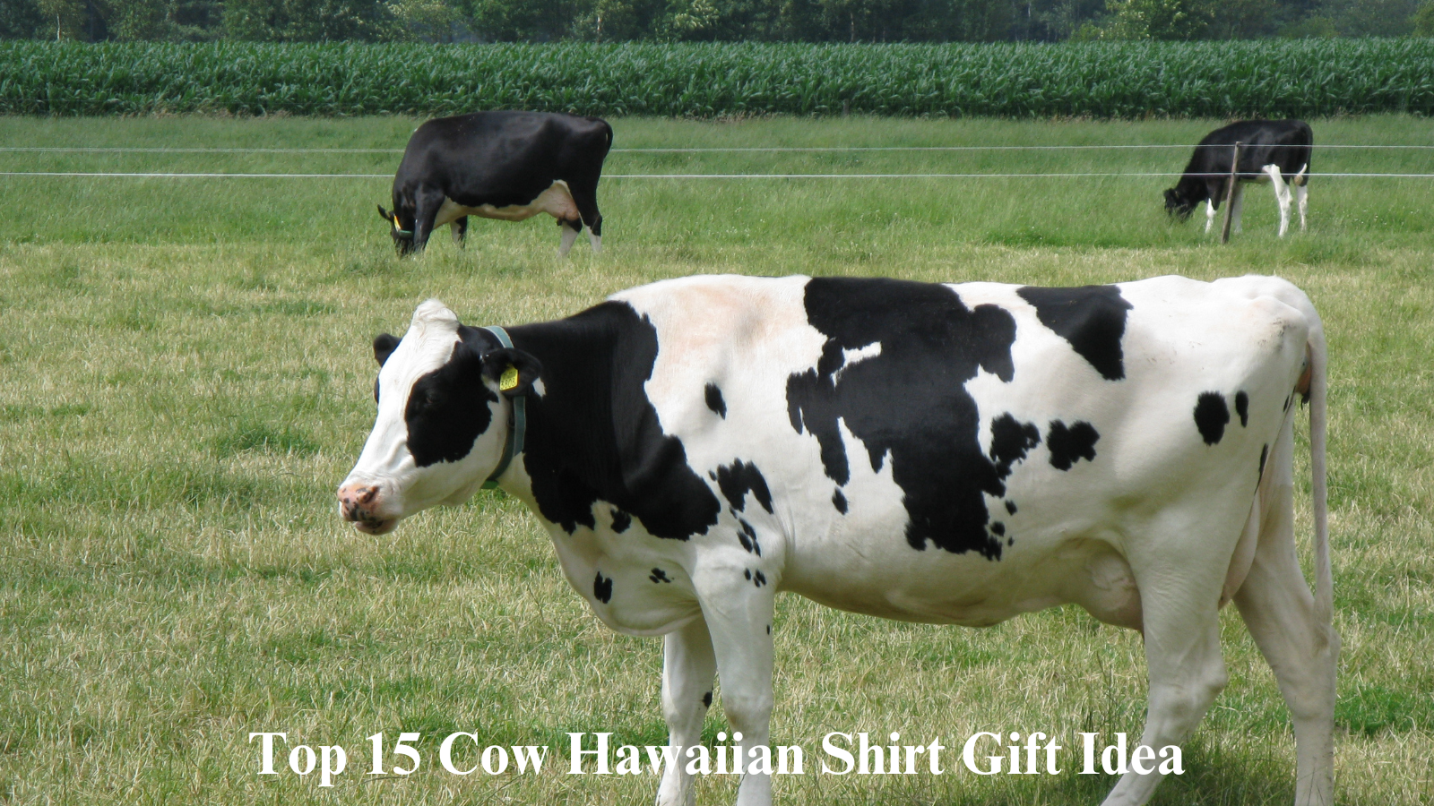 Top 15 Cow Hawaiian Shirt Gift Idea